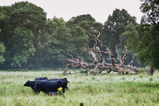 A serene landscape featuring a group of black cows grazing in a lush, green field. Behind them lies a large, fallen tree with twisted, bare branches, adding an intriguing element to the scene. Surrounding the field is a dense forest of tall trees, creating a tranquil and natural setting.