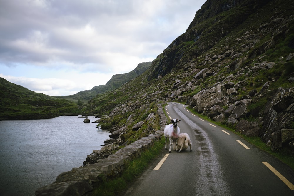 a couple of sheep walking down a road next to a lake