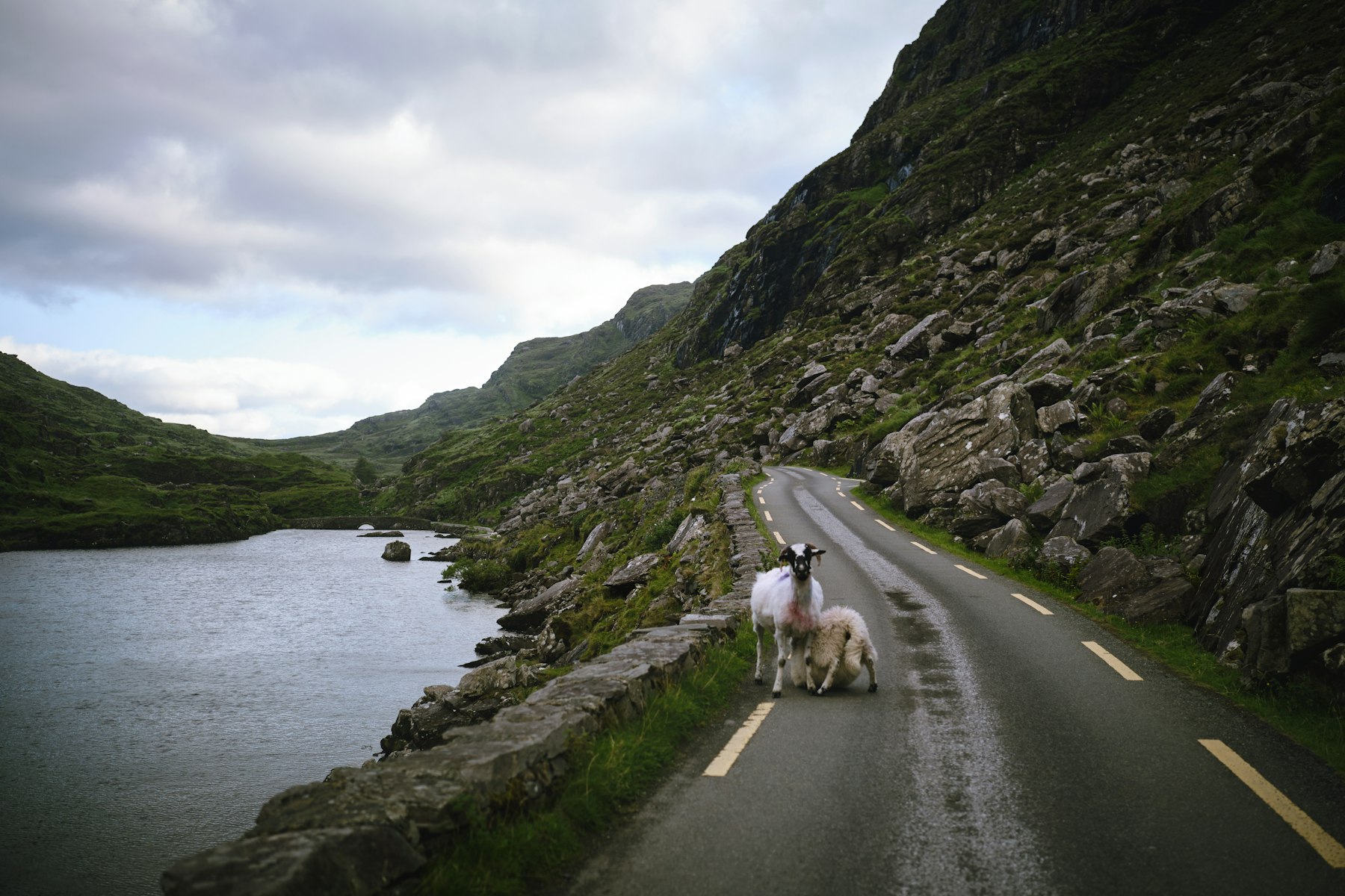 Sheep on a lakeside road in Ireland