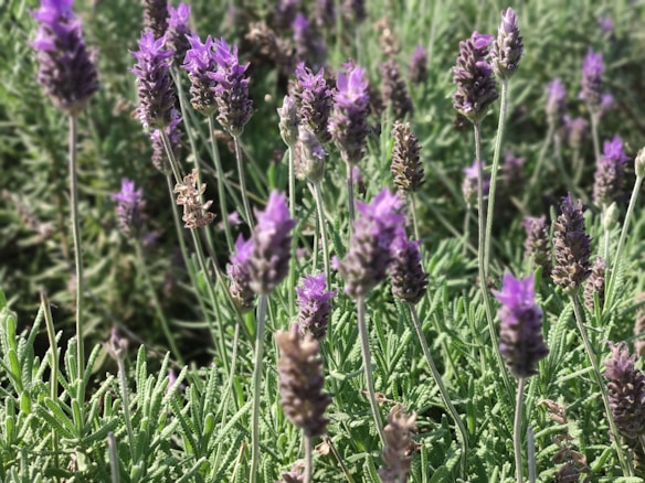 A field of lavender flowers with slender green stems and vibrant purple blooms. The soft focus in the background highlights the depth and abundance of the lavender plants.