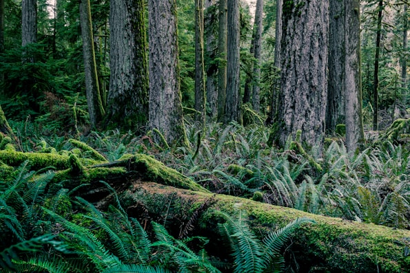 Northshore Rainforest