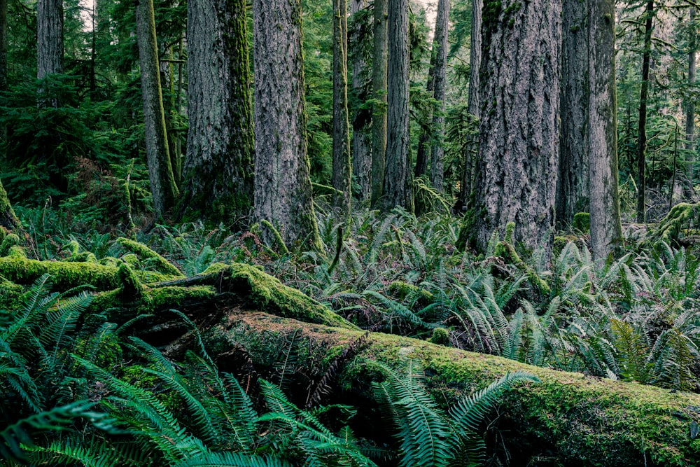 a lush green forest filled with lots of trees