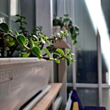 Close-up of a vibrant green potted plant basking in natural sunlight.