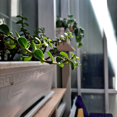 Close-up of a self-watering Plantto pot with a thriving green plant on a sunny windowsill.