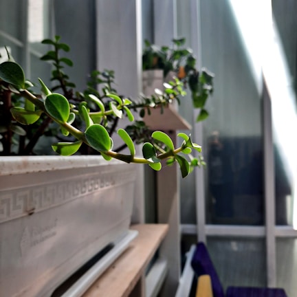 Close-up of a vibrant green potted plant basking in natural sunlight.