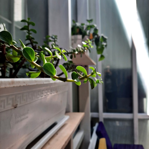 Close-up of a lush green herb growing in a sleek self-watering planter on a sunny windowsill