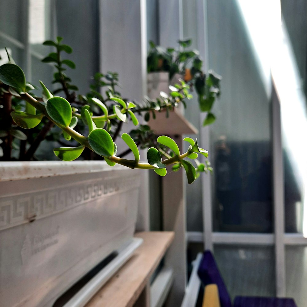 a close up of a plant on a bench