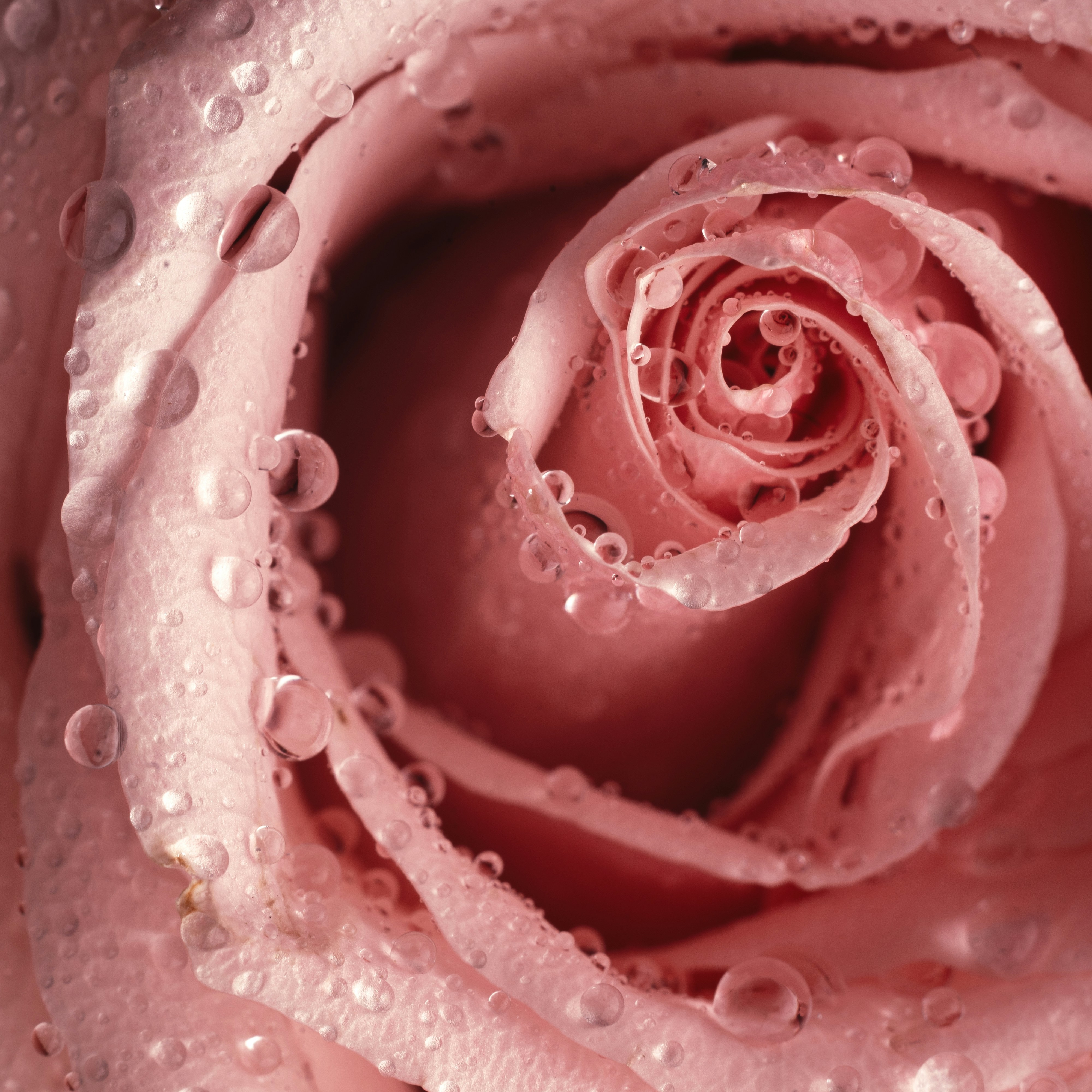 a pink rose with water droplets on it