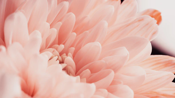 Close-up of delicate blush pink petals resting on a cream-colored linen cloth.