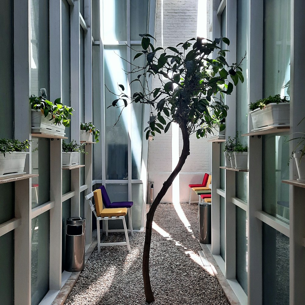 a small tree in a room with a lot of windows