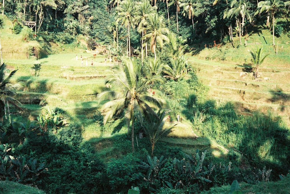 a lush green field surrounded by palm trees