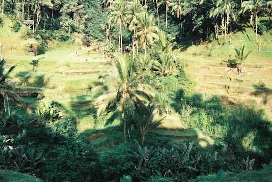 Lush green terraces are surrounded by dense tropical foliage with palm trees rising above. Various shades of green dominate the landscape. People are visible in the background, adding a sense of scale to the expansive setting.
