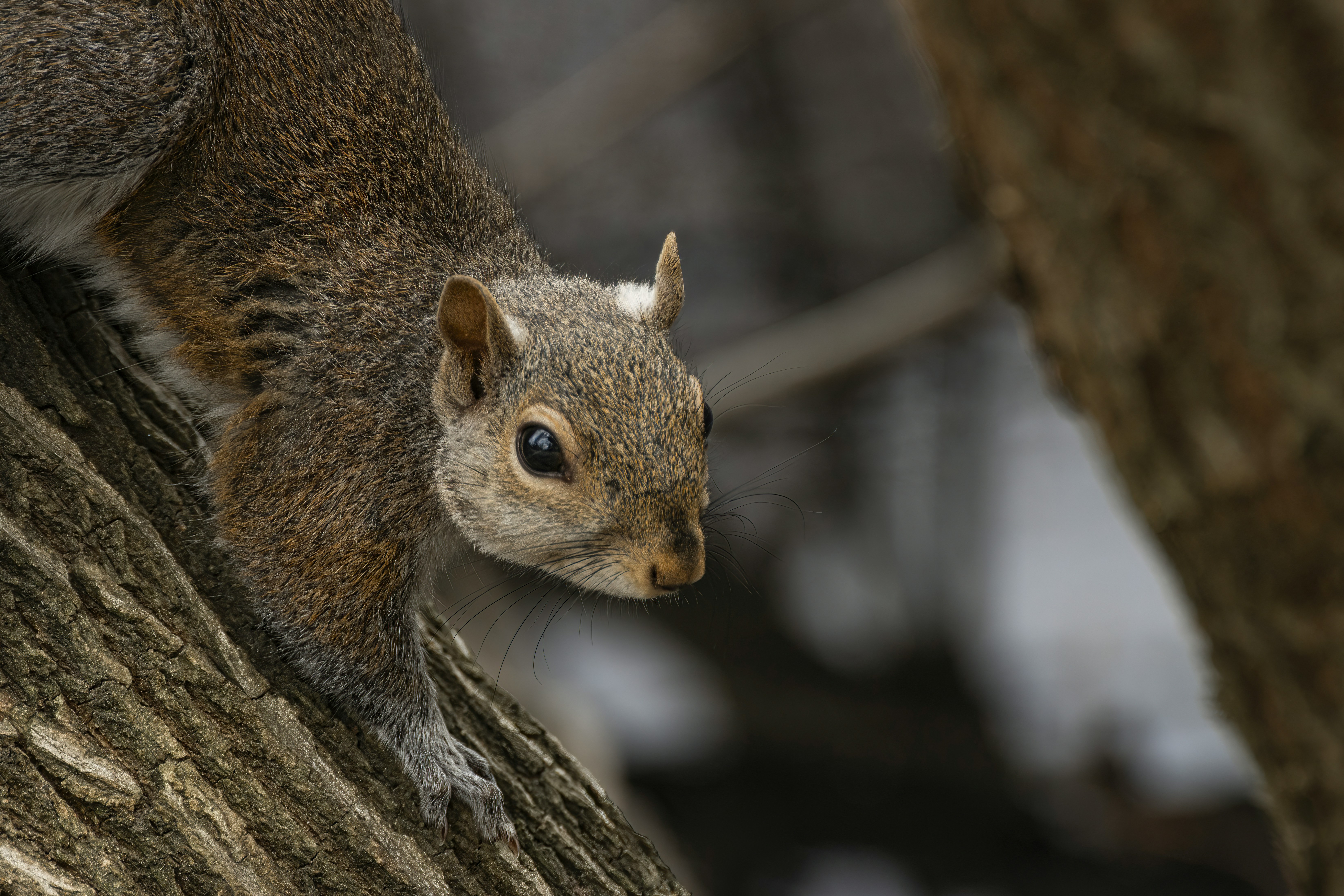 Photo by jddartphotographer