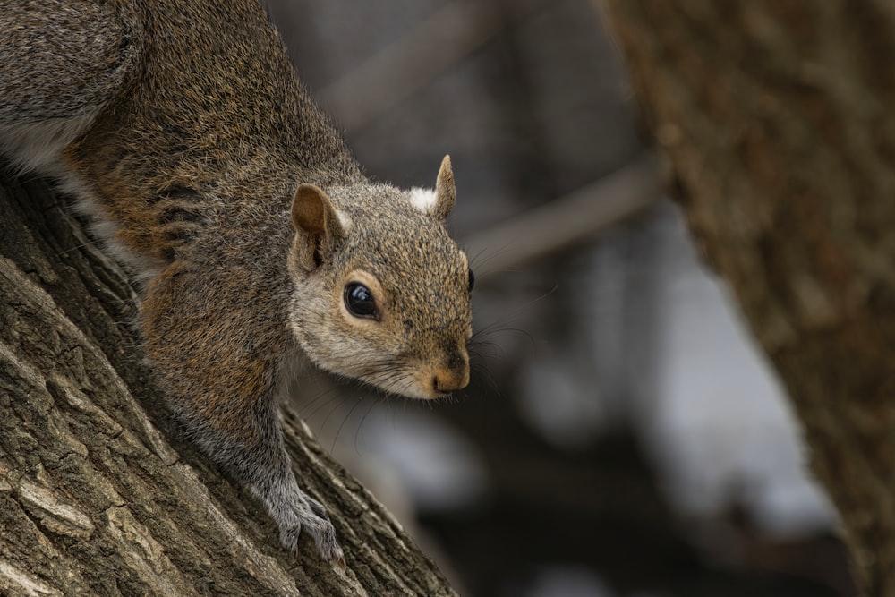 a squirrel is sitting on a tree branch