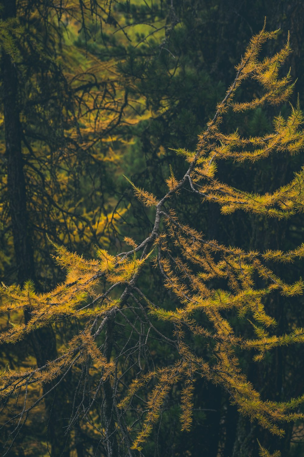 a bird perched on a tree branch in a forest