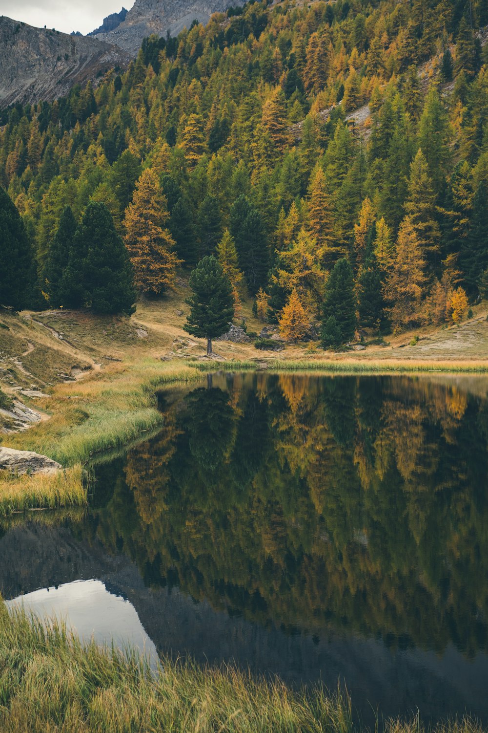 a body of water surrounded by a forest