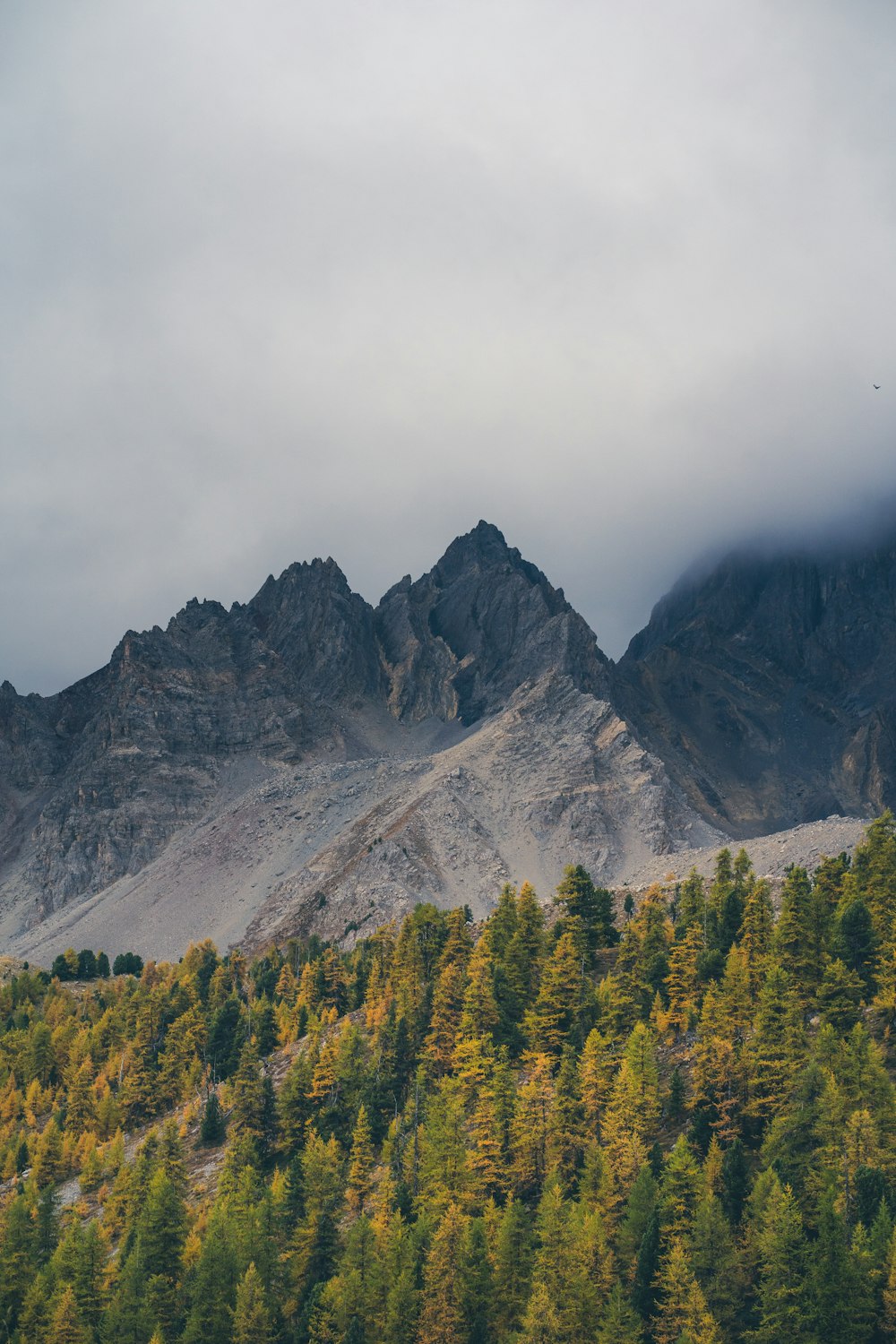 a mountain range with trees in the foreground