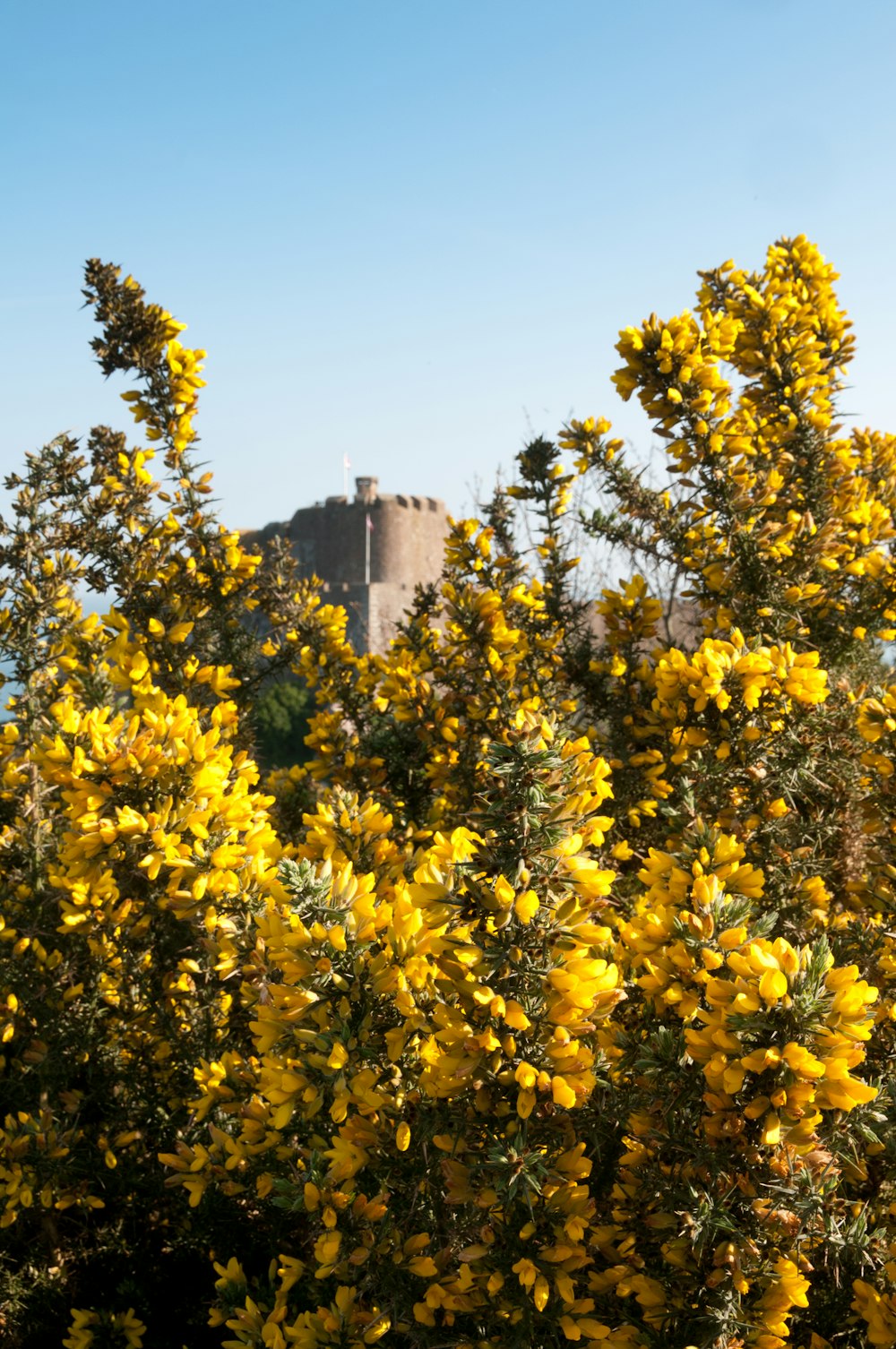 a bush with yellow flowers in front of a castle
