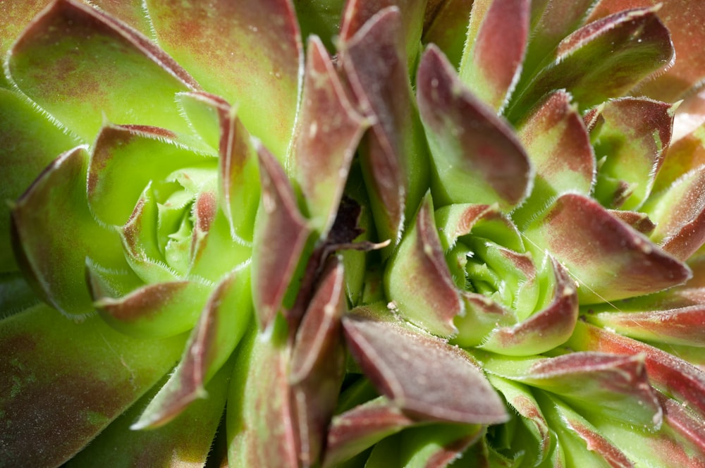 a close up view of a green plant