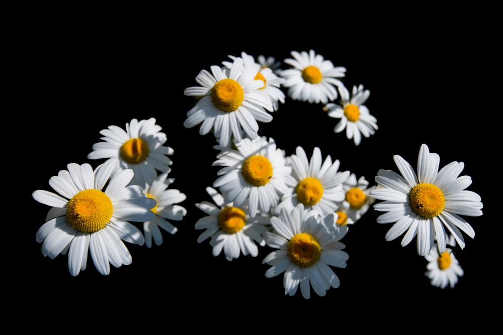 a group of white and yellow flowers on a black background