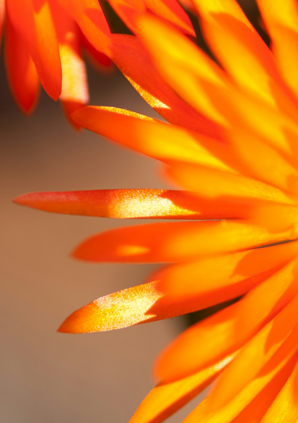 a close up of a bright orange flower