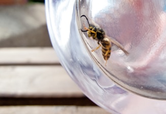 A wasp is trapped inside a clear glass jar, positioned on a wooden surface. The wasp's black and yellow striped body is clearly visible through the glass, with its legs and antennae extending outward.