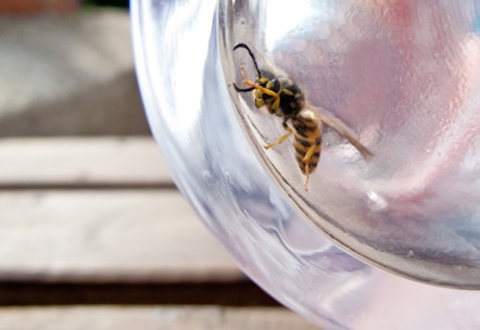 A wasp is trapped inside a clear glass jar, positioned on a wooden surface. The wasp's black and yellow striped body is clearly visible through the glass, with its legs and antennae extending outward.