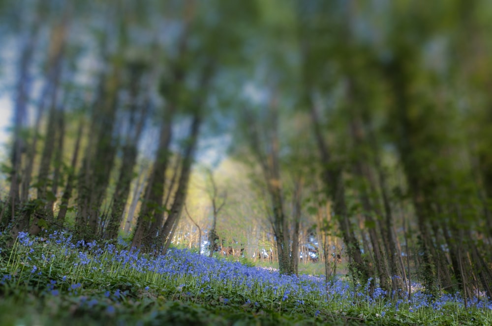 a blurry photo of a forest with blue flowers