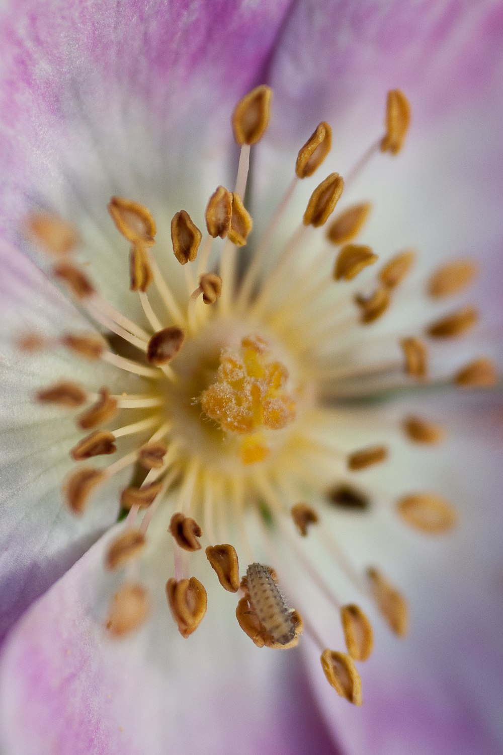a close up of a purple flower with a white center