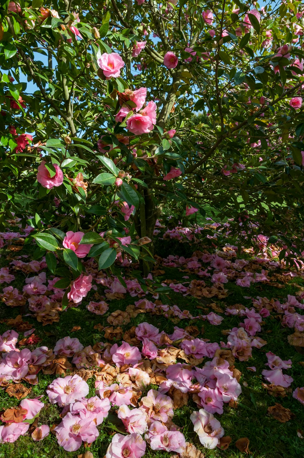 a bunch of flowers that are in the grass