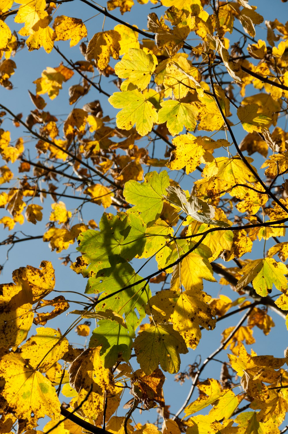 the leaves of a tree in autumn against a blue sky
