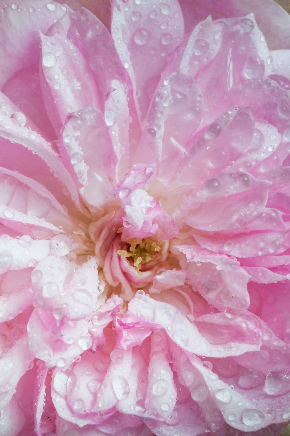 uma flor cor-de-rosa com gotículas de água