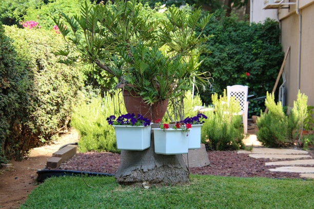A lush garden scene with a small tree growing from a cut stump surrounded by vibrant white and purple flowers in pots. The garden is well-maintained, featuring green grass and paved stone paths. Hedges and a few larger shrubs create a natural border, while a white chair and other garden furniture are partially visible in the background.