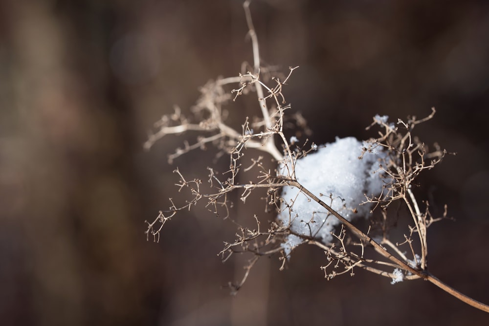 a close up of a plant with snow on it