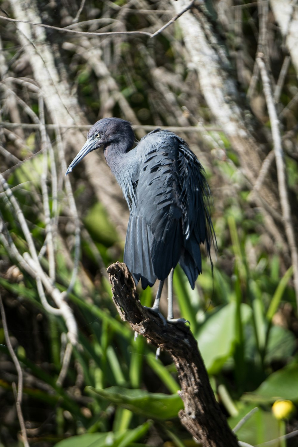 a bird is perched on a branch in the woods