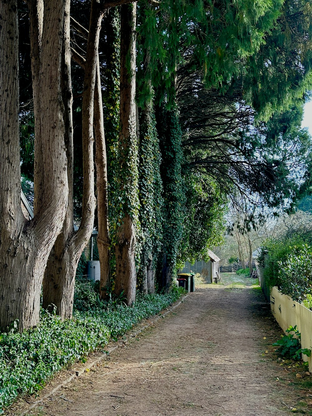 a dirt road surrounded by trees and bushes