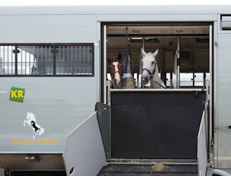 A horse trailer with the side door open, revealing two horses inside. One horse is brown with a white blaze, while the other is white. They are secured with harnesses and surrounded by the clean interior of the trailer. There is hay on the ground, indicative of care for the animals in transit.