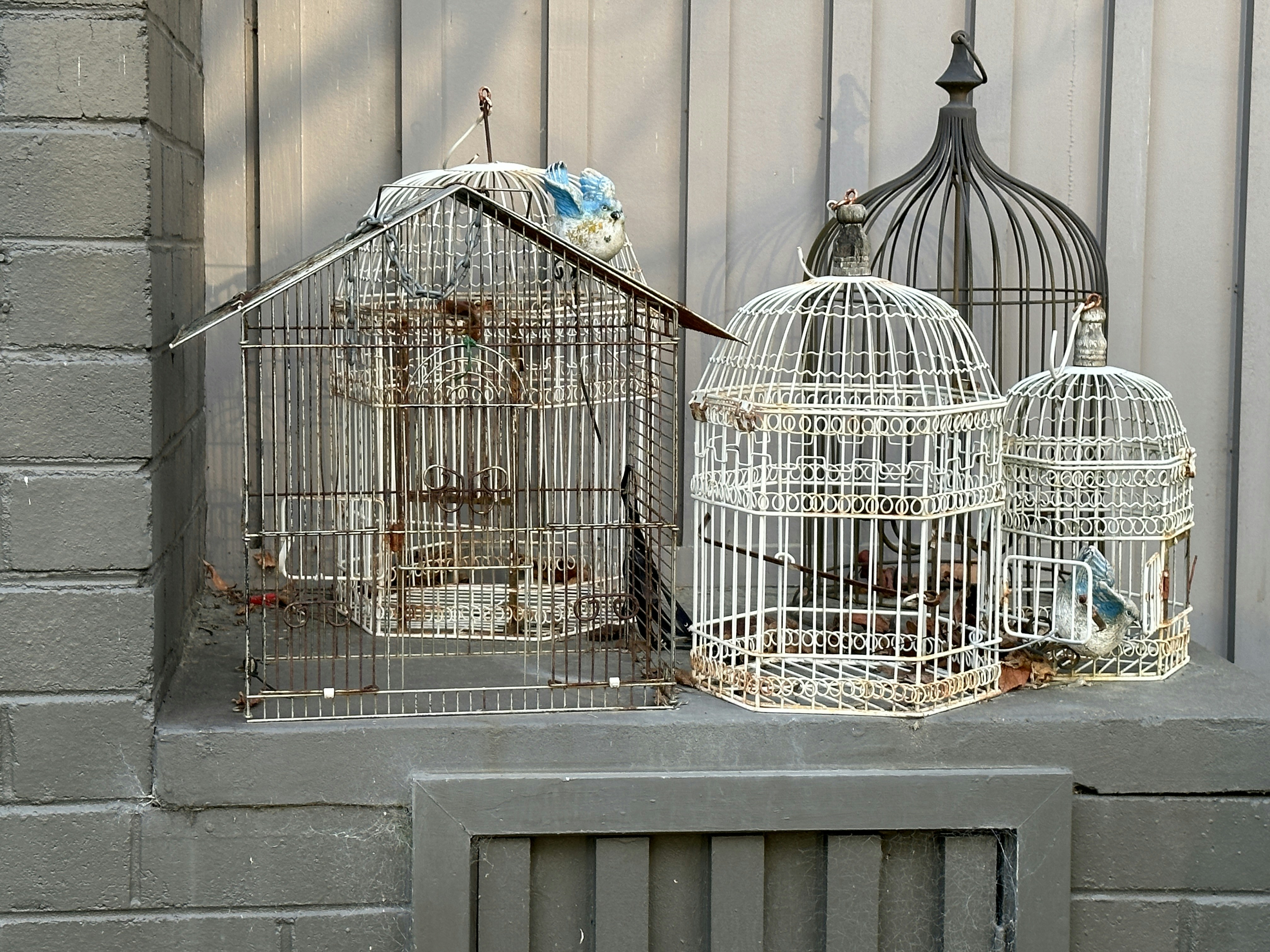 Choosing the Perfect Cage for Your Bird: A Comprehensive Guide