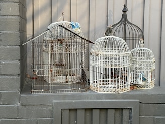 A cozy corner with bird cages and bird food containers arranged.