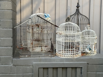 A cozy corner with bird cages and bird food containers arranged.