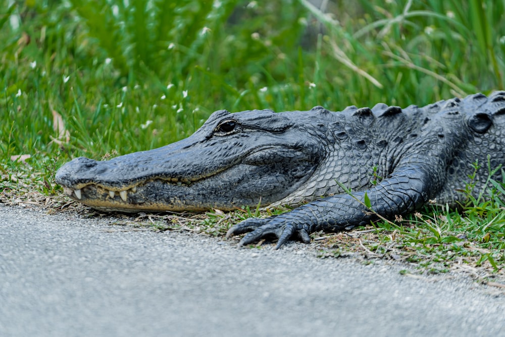 a large alligator laying on the side of a road