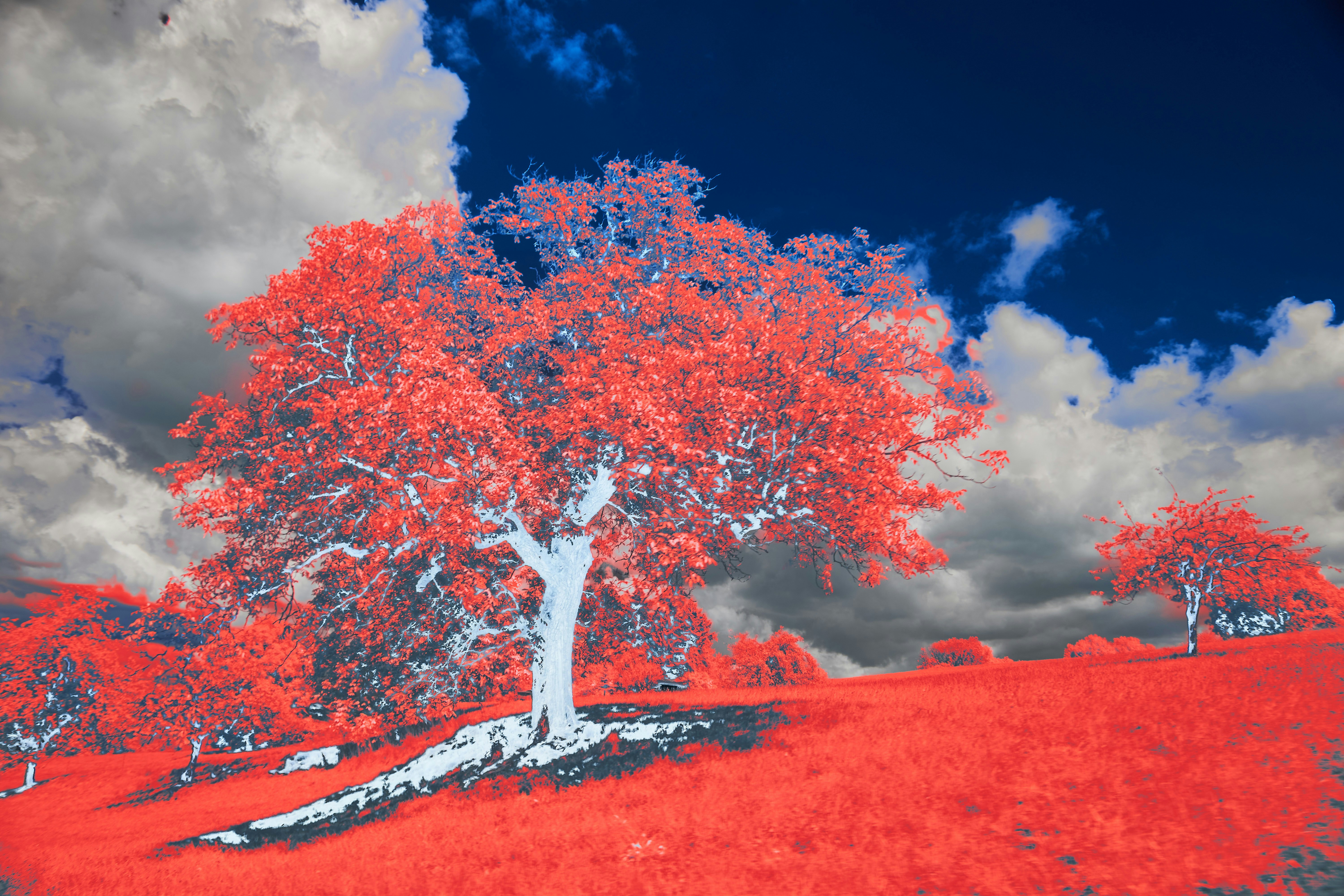 Photo by wolfgang_hasselmann