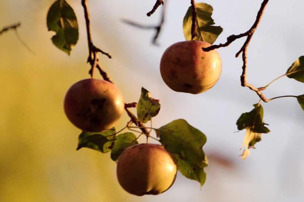 a branch with some apples hanging from it