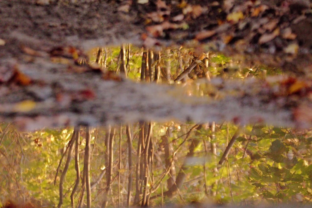 a reflection of a forest in a puddle of water