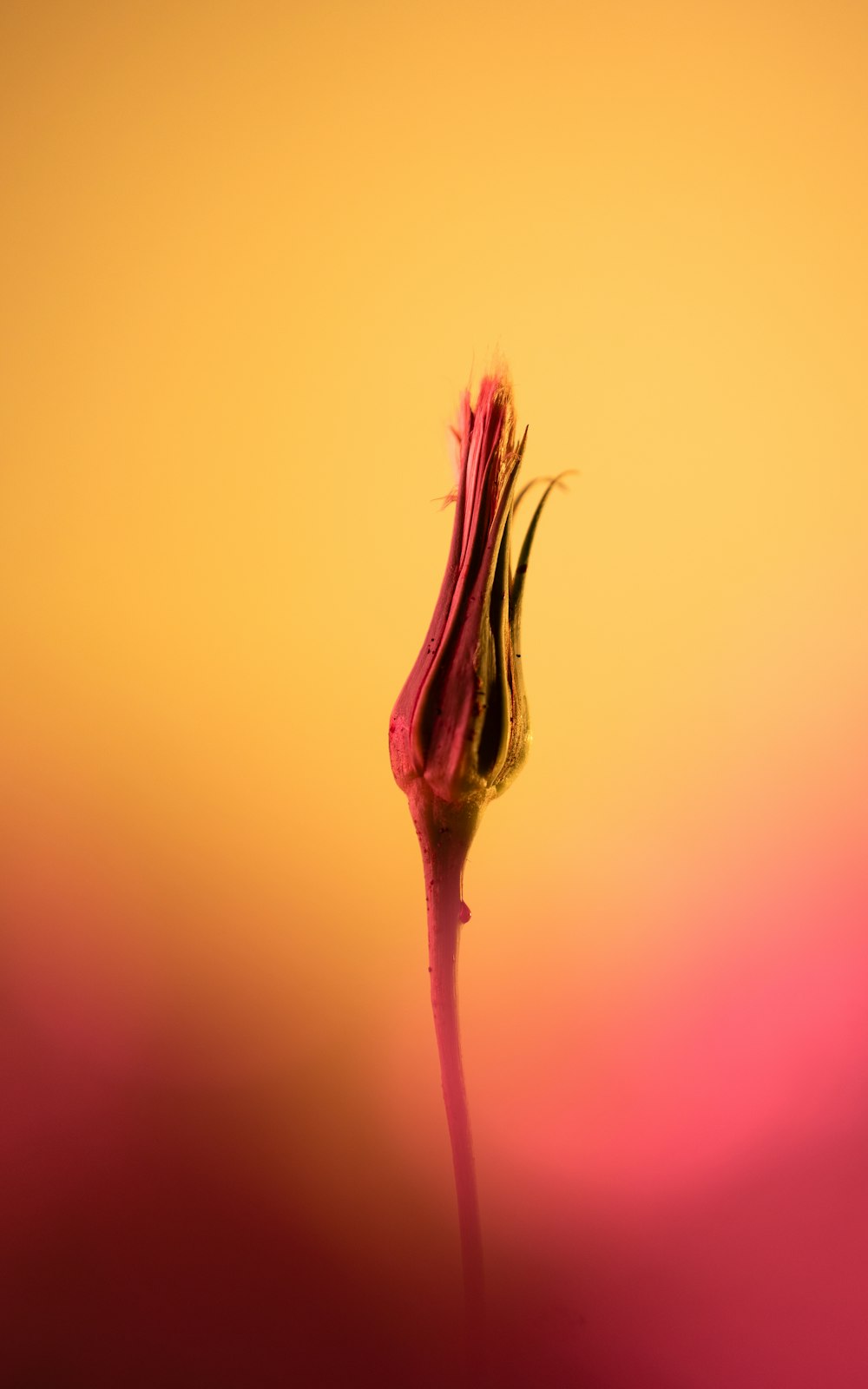 a pink flower with a yellow background