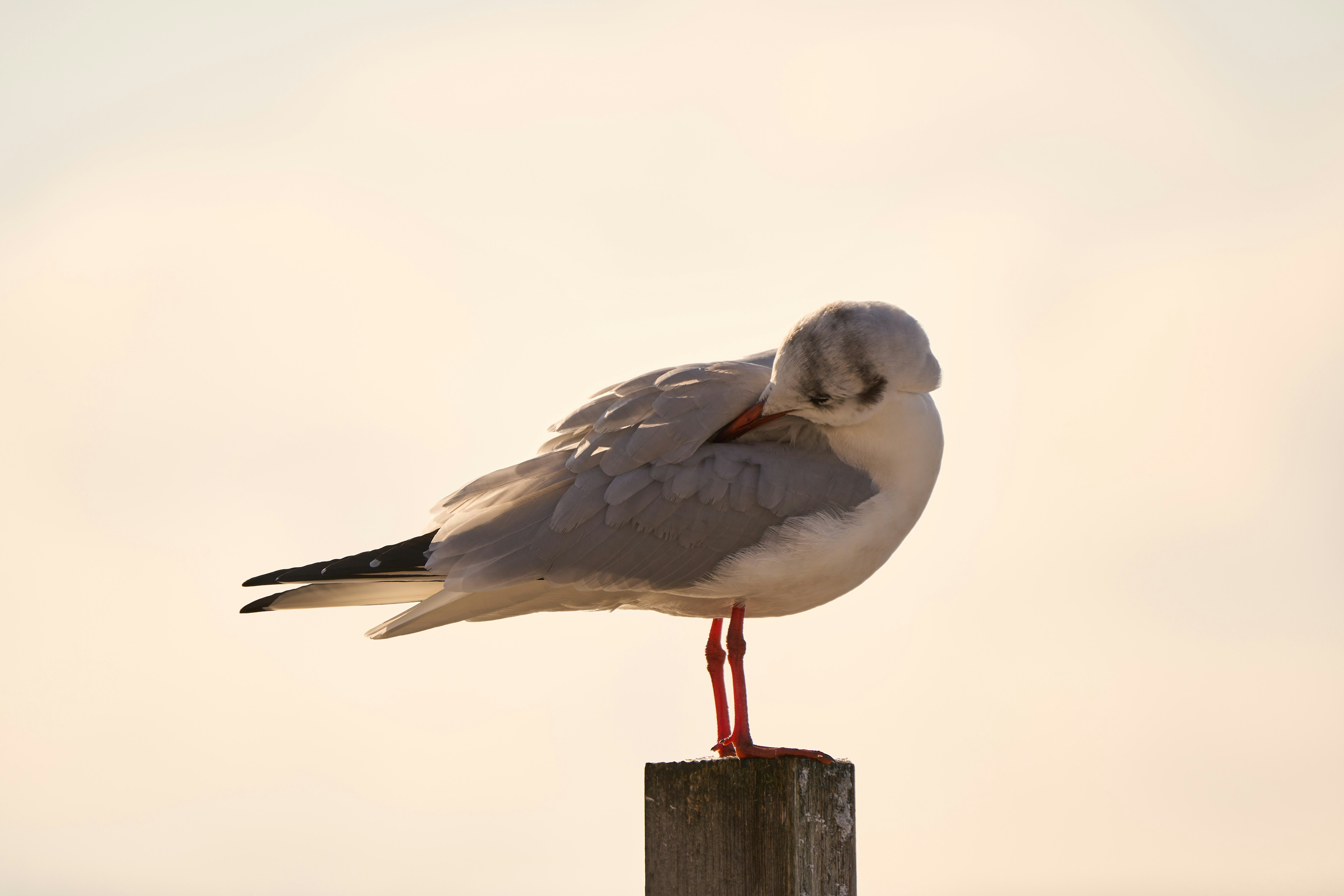 Photo by wolfgang_hasselmann