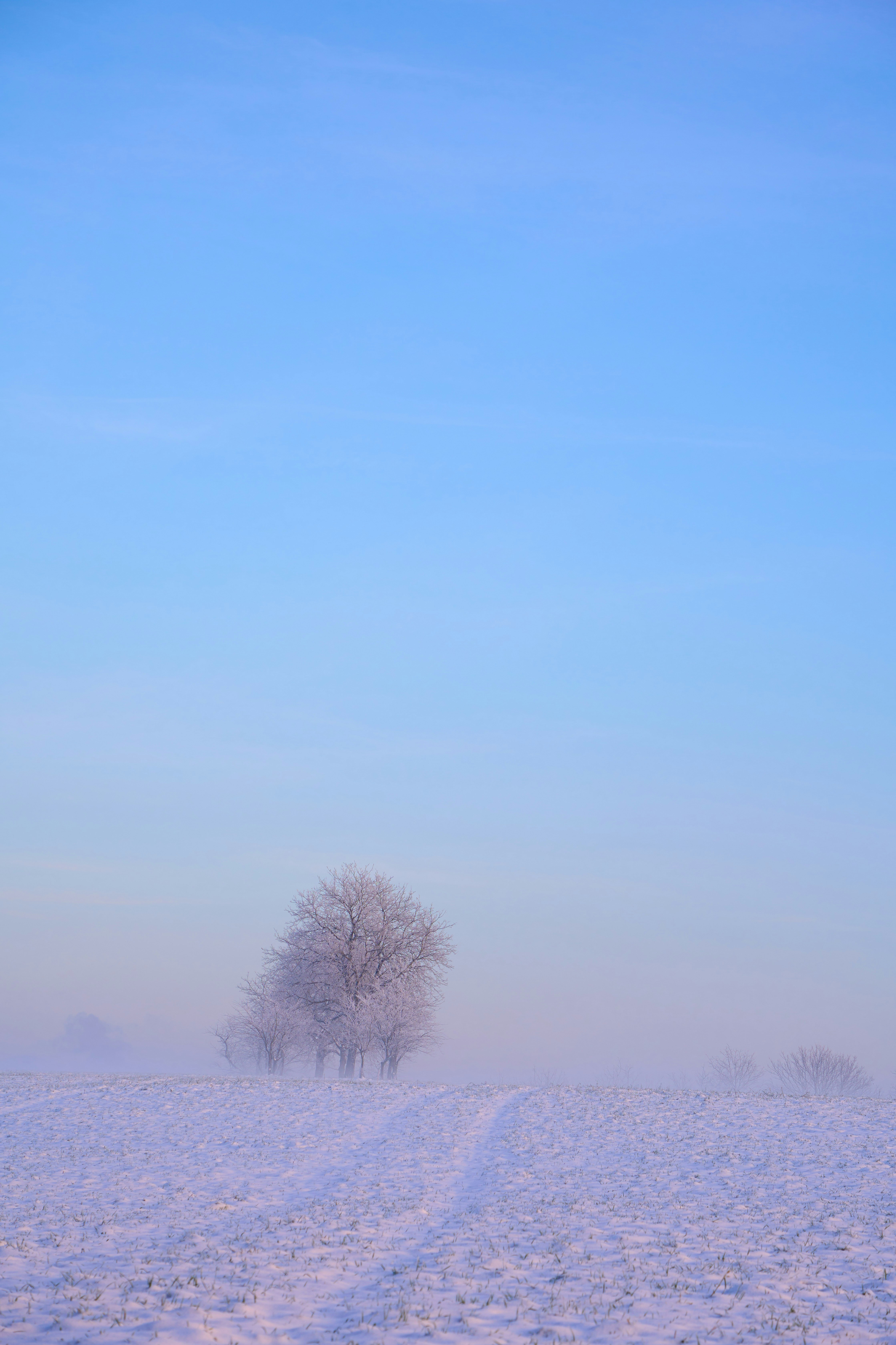 Photo by wolfgang_hasselmann