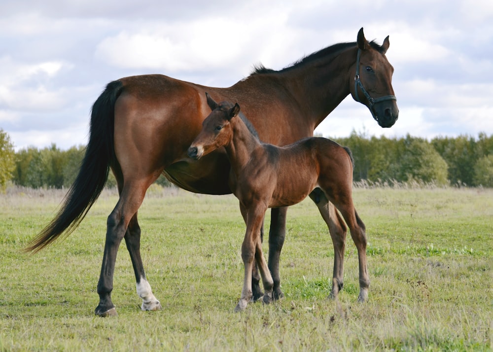 a brown horse standing next to a baby horse on a lush green field