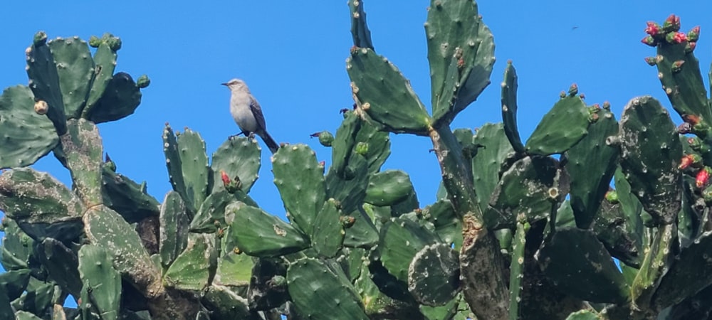 a bird sitting on top of a cactus plant