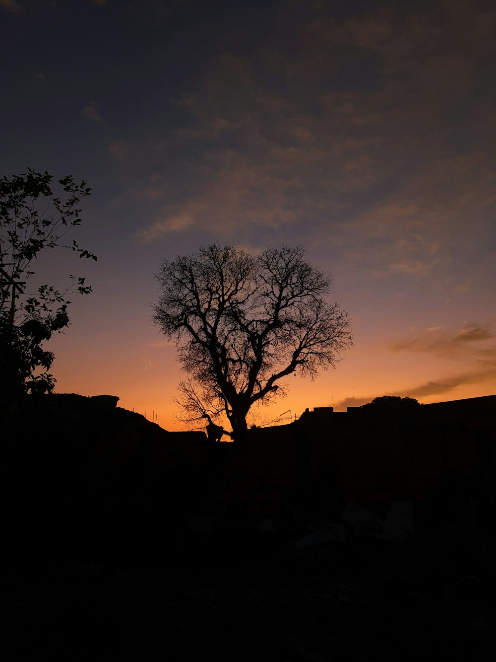 a silhouette of a tree against a sunset
